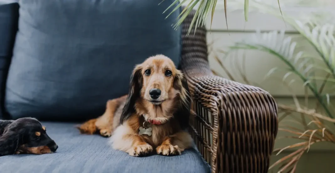 living with a dog in an apartment