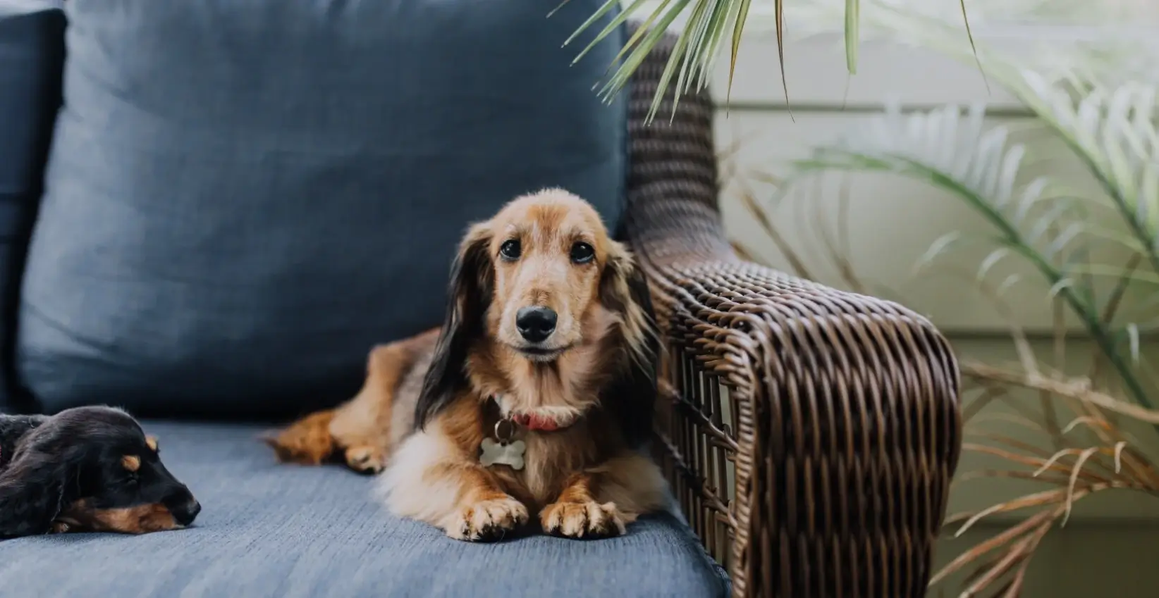 Helpful Tips for Living With a Dog in an Apartment Canine Access