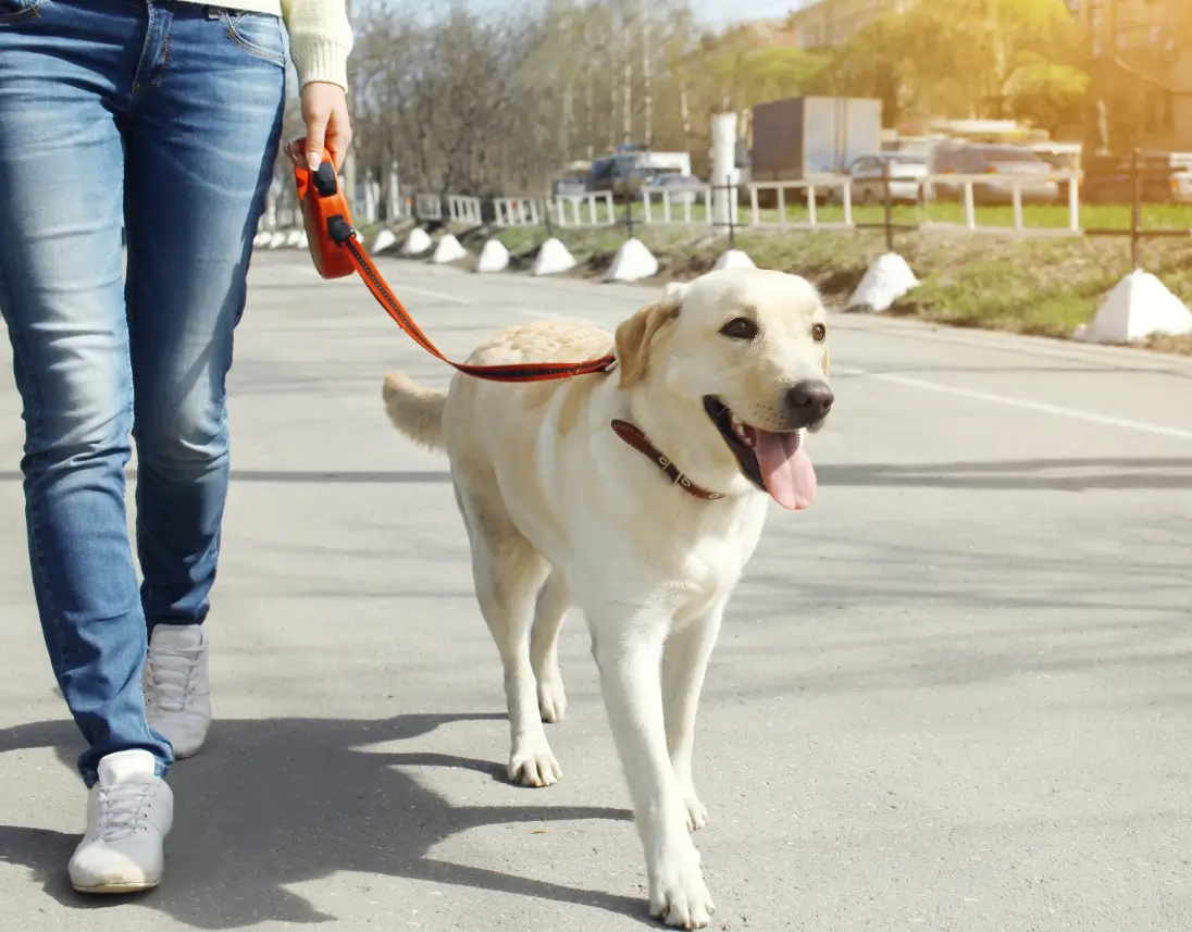 why you should walk your dog every day