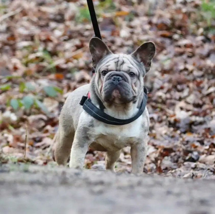 what is a big rope French bulldog
