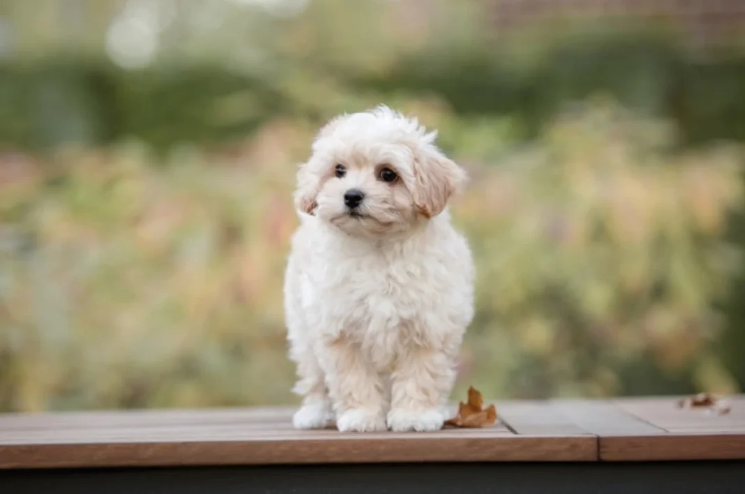 what is a white maltipoo dog?