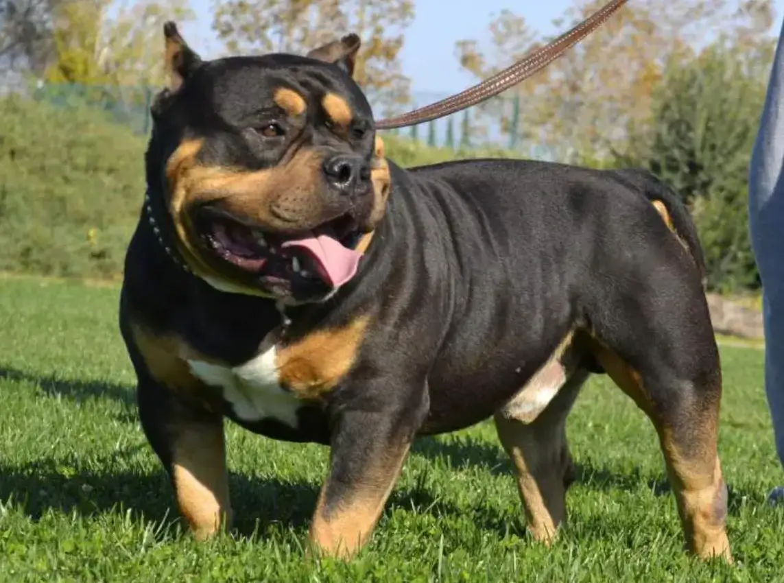 the price of a tri color American bully dog