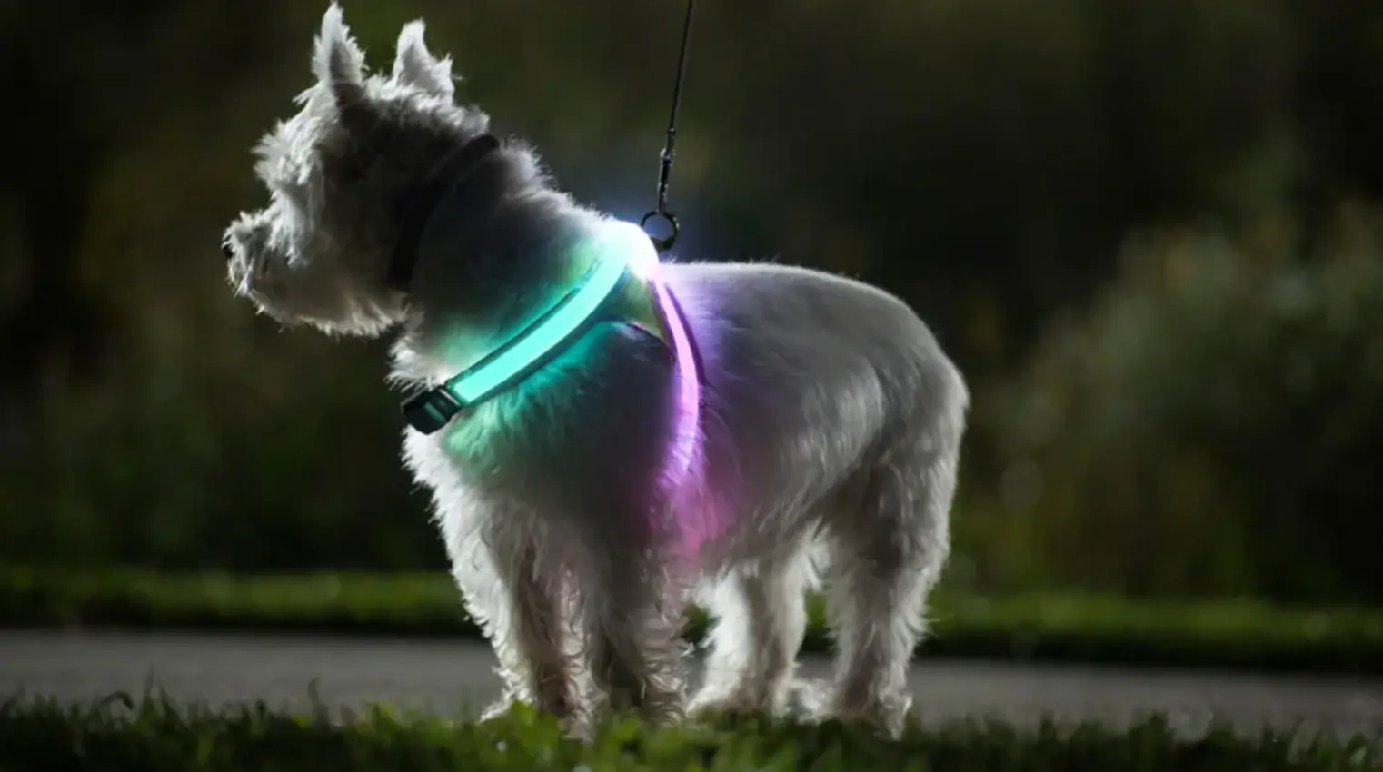 choosing the best reflectors for dog collars