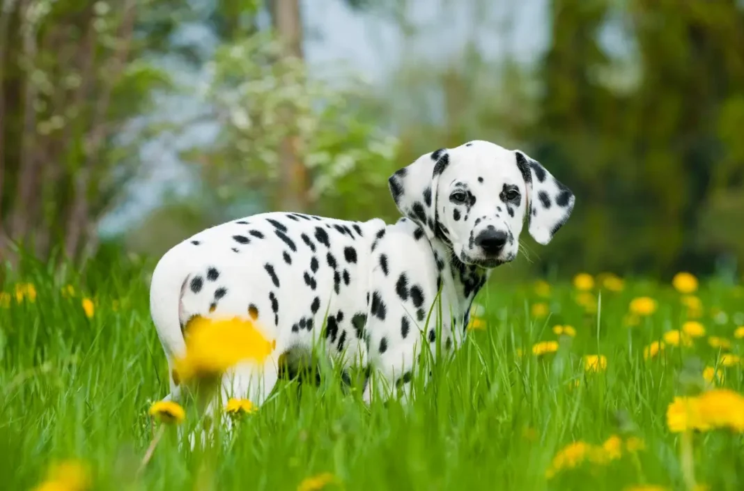 potty train a Dalmatian puppy