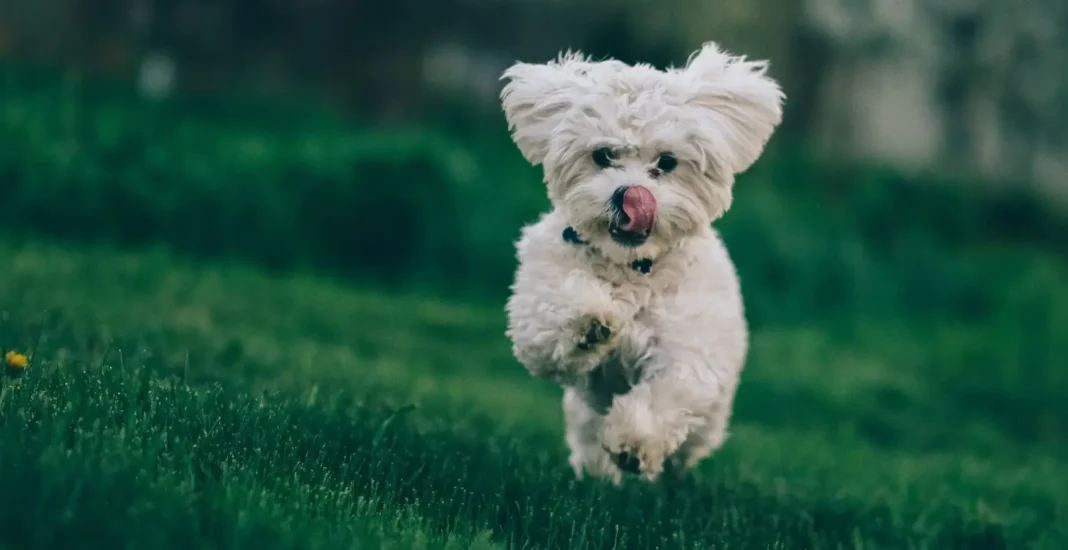 benefits of dog recall training