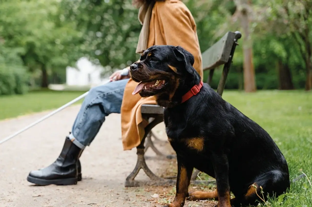 walking your dog when you have a disability