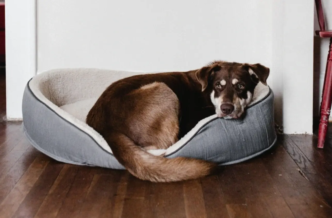 tips for living with a dog in an apartment