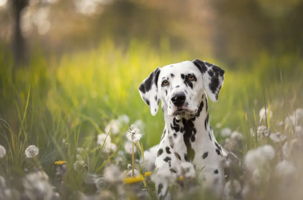 how to potty train a Dalmatian puppy