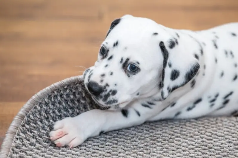 potty training a Dalmatian puppy