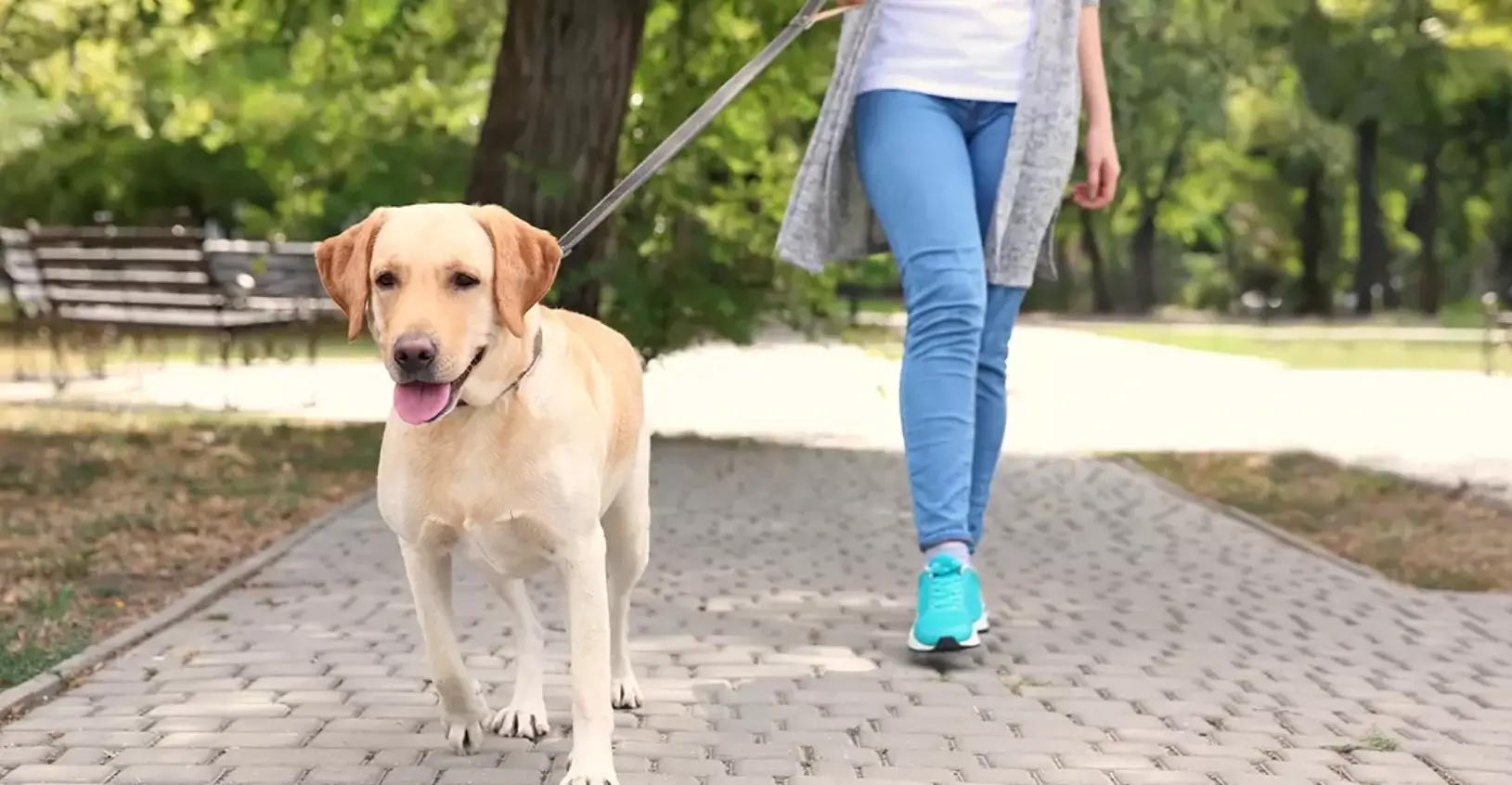 benefits of walking your dog every day