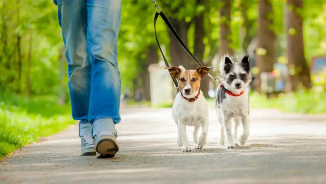 where to walk your dog in Paris