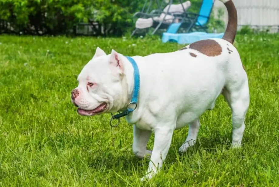 how to produce a tri colored American bully 