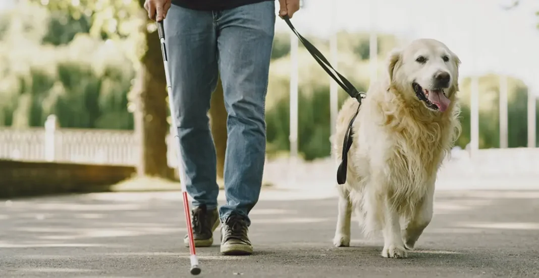 how to walk your dog when you have a disability
