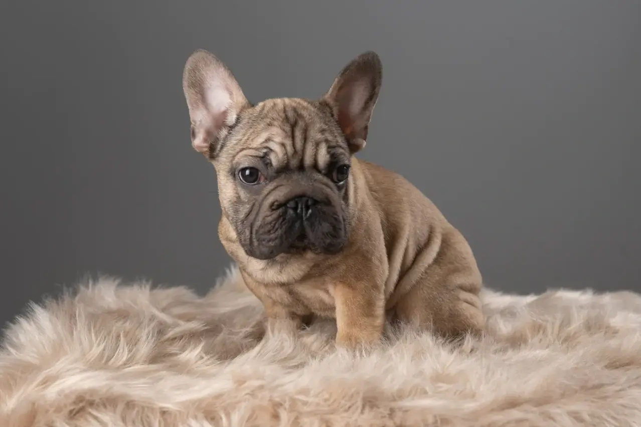 What is a Big Rope French Bulldog?