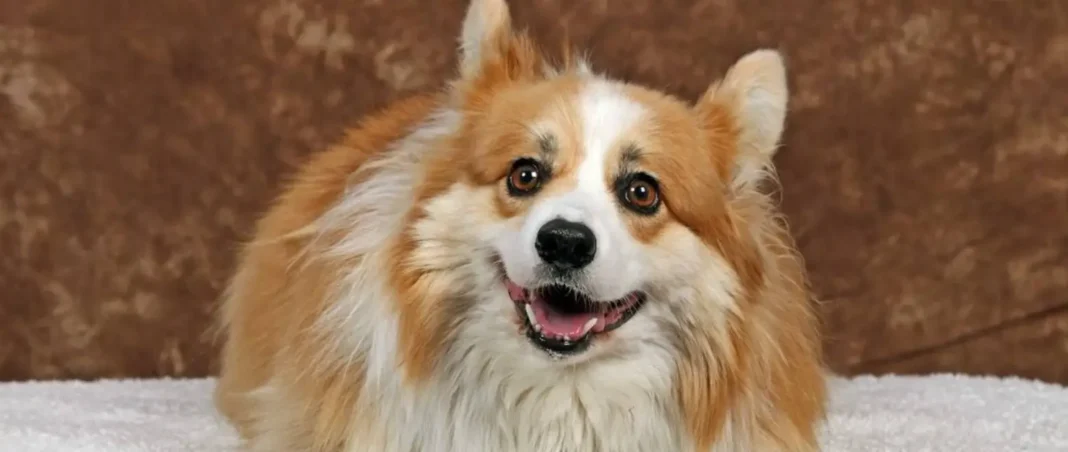 what does a corgi yorkie mix look like?