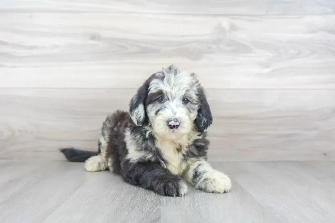 what is a merle sheepadoodle?