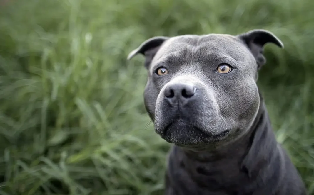 what is a Gator Pitbull