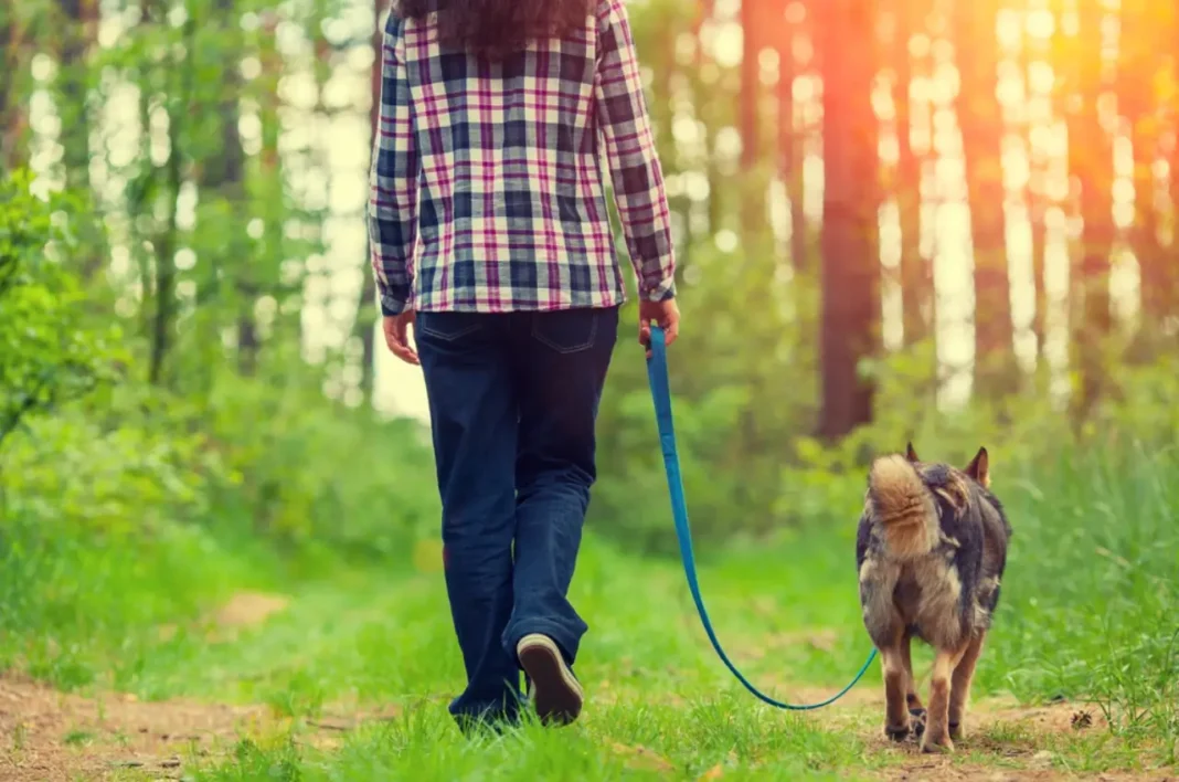 should you walk your dog every day?