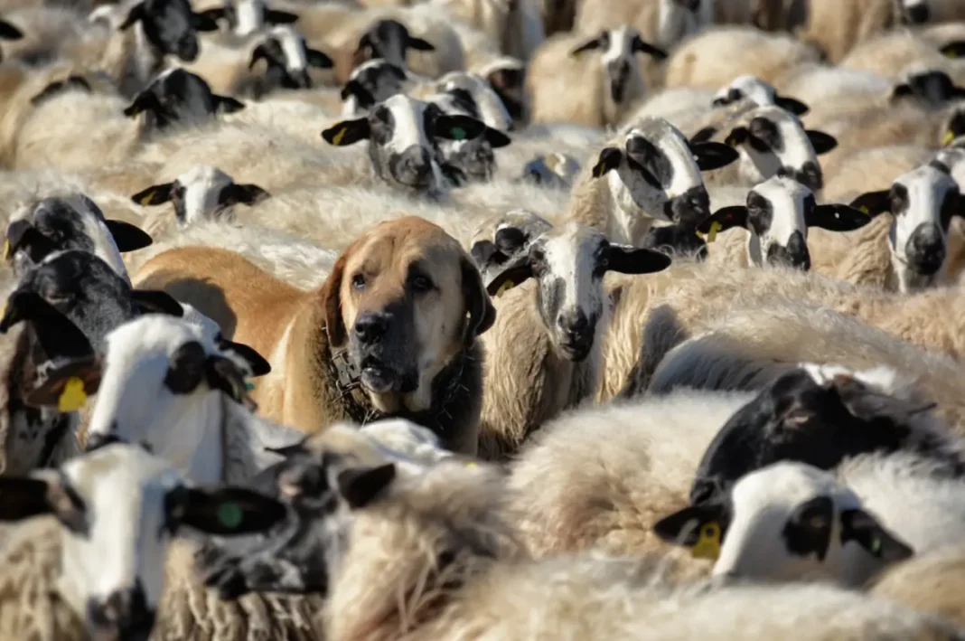 What is a Turkish Boz Shepherd