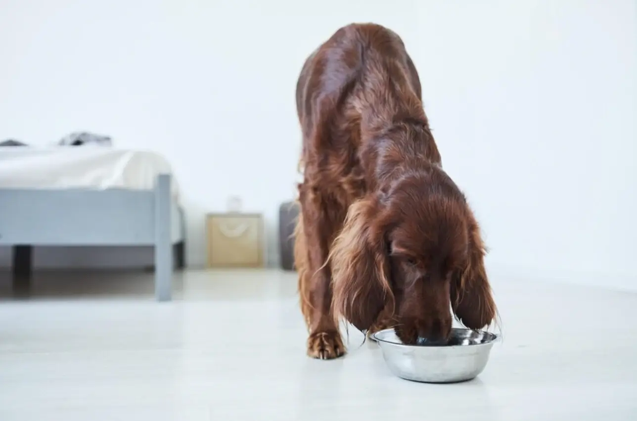 how long does it take a dog to digest chicken?