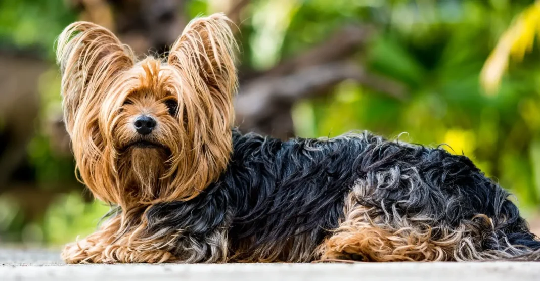 are Yorkies good with kids?
