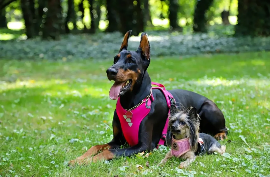 how to choose the best Doberman harness