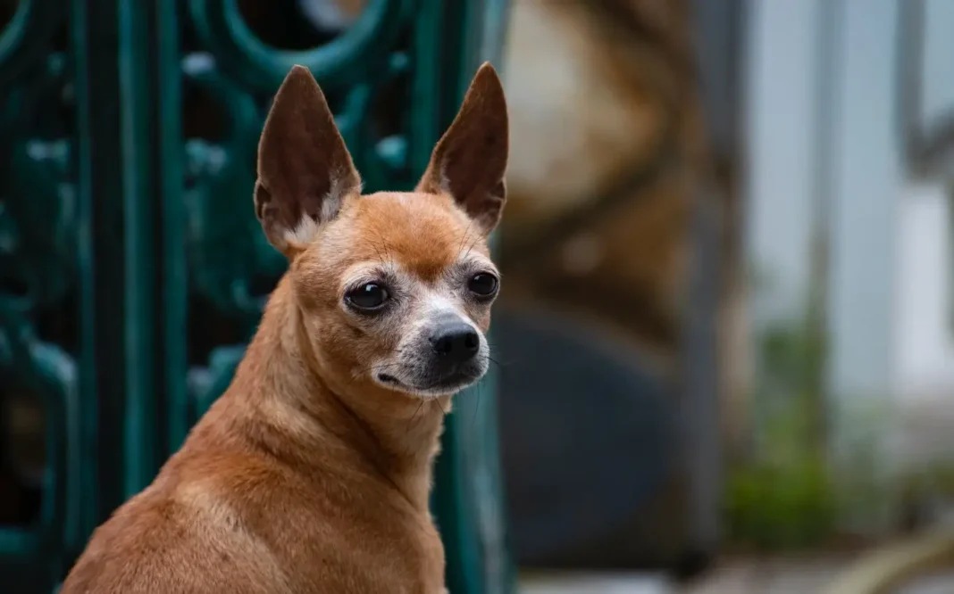 how big is a chihuahua brain
