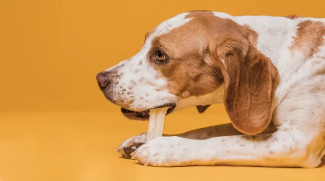 how long does a dog take to digest chicken?