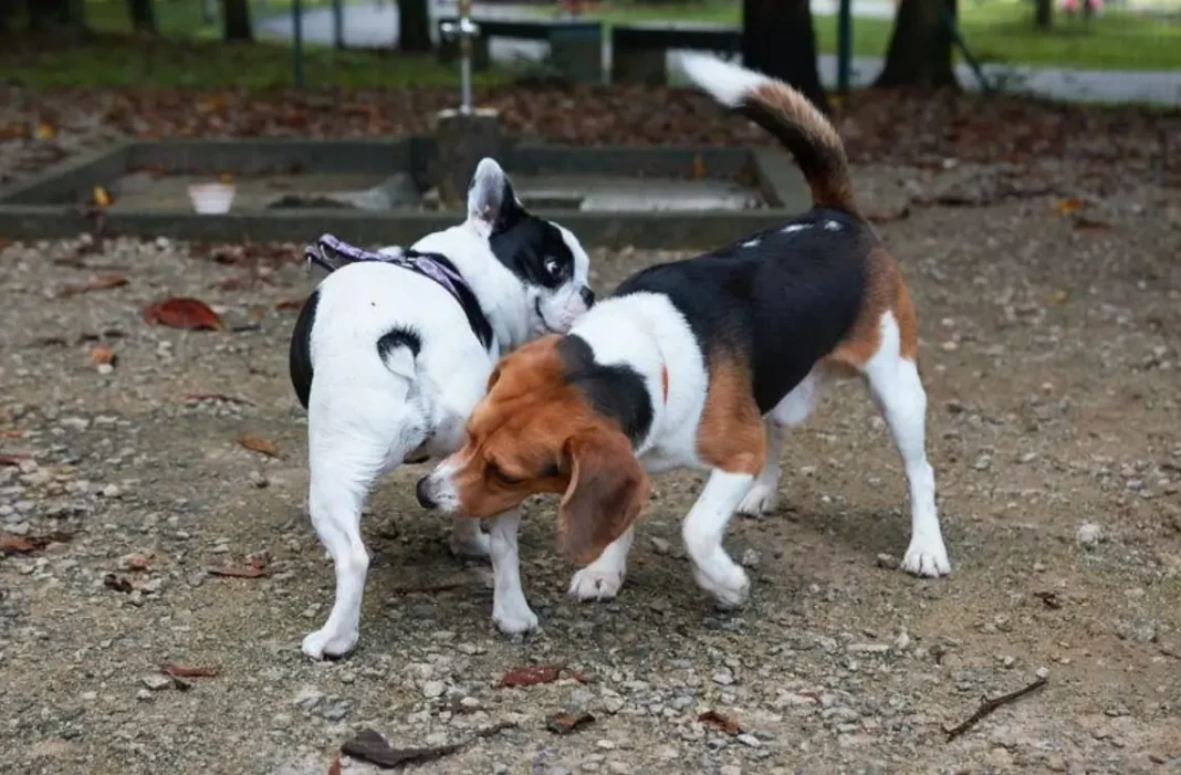how to recognize and calm a dog in heat