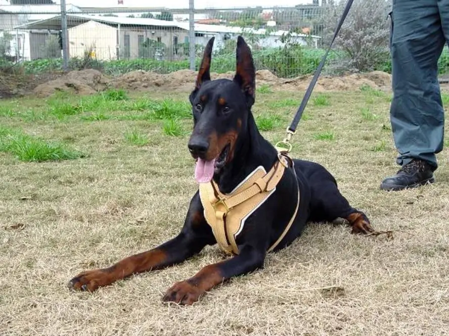 which is the best Doberman harness?