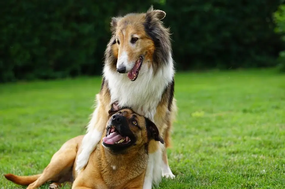 how to calm a dog in heat