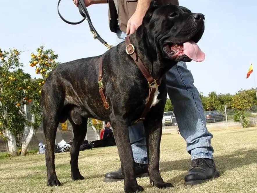 which is the best cane corso harness?