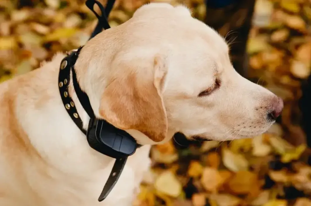 how the vibrating collar for deaf dogs works