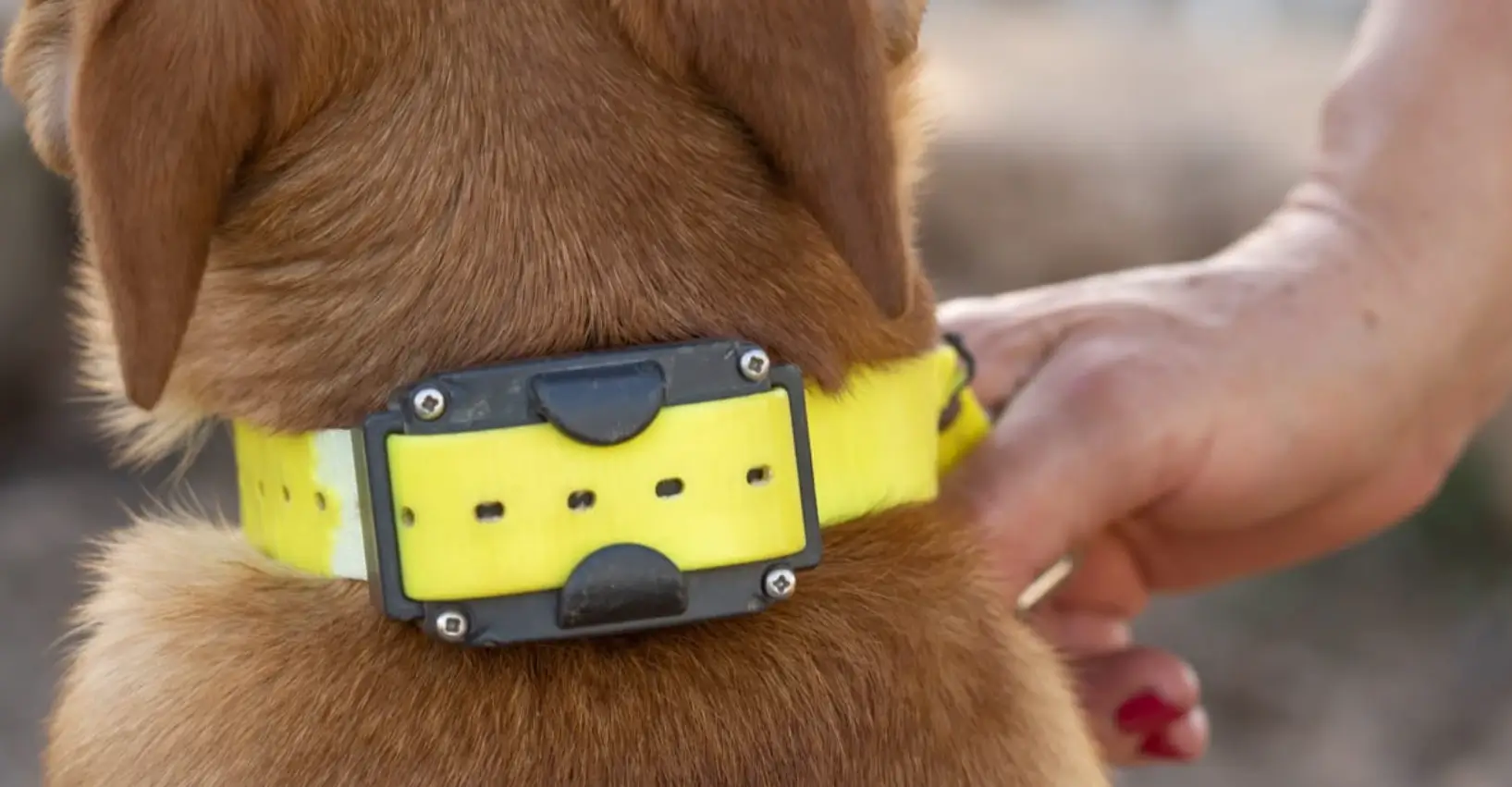 vibrating collar for deaf dogs