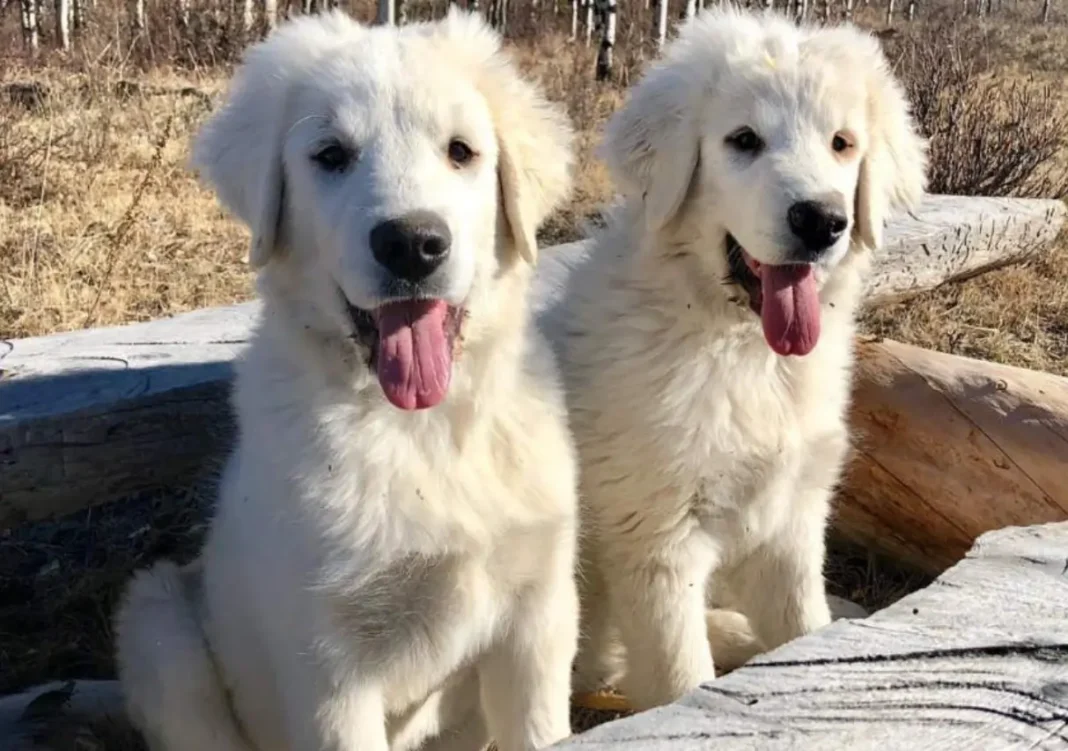 what is a Colorado Mountain dog?
