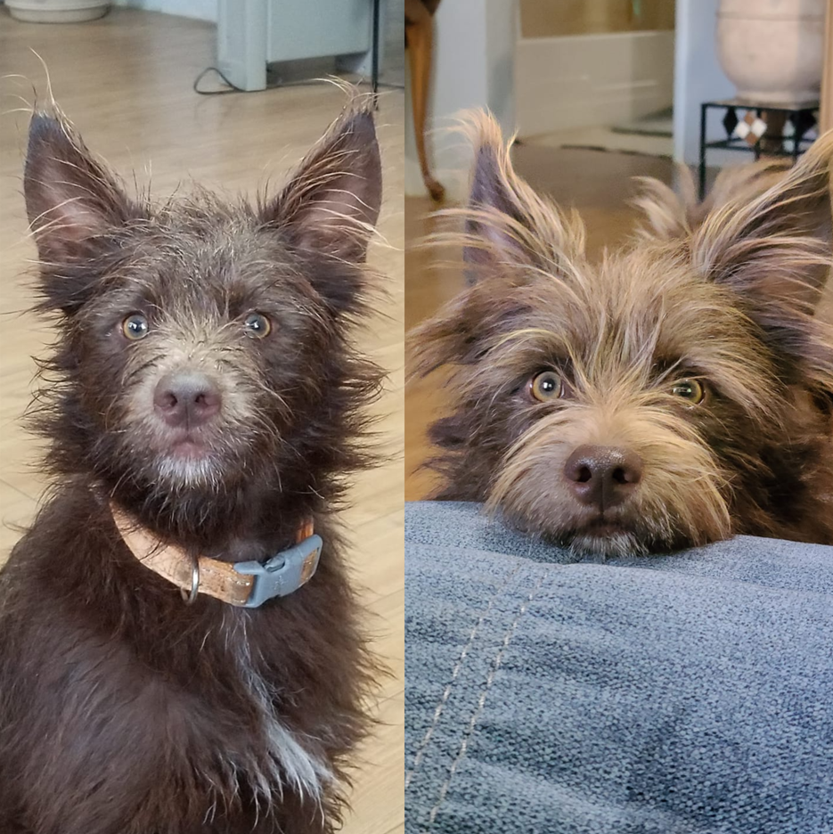 What is a Schnauzer Mix? Everything You Should Know