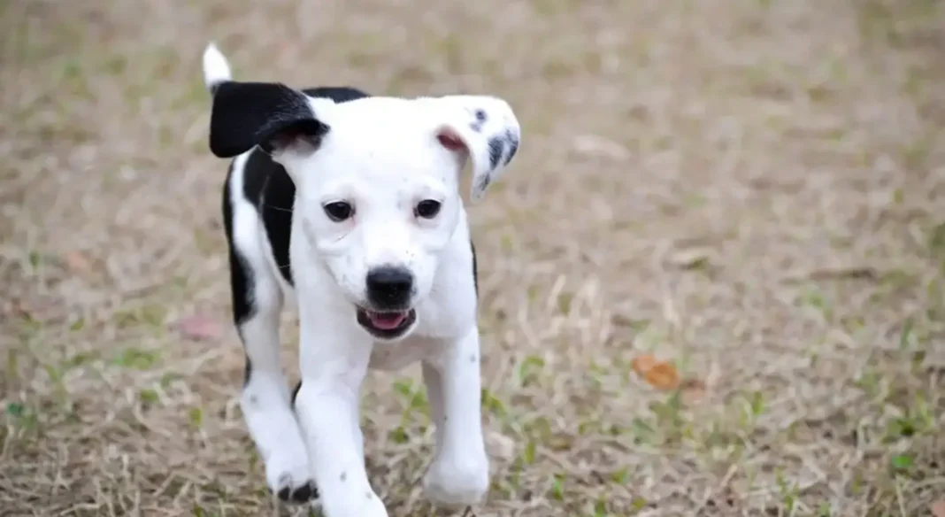 Pitbull Dalmatian mix