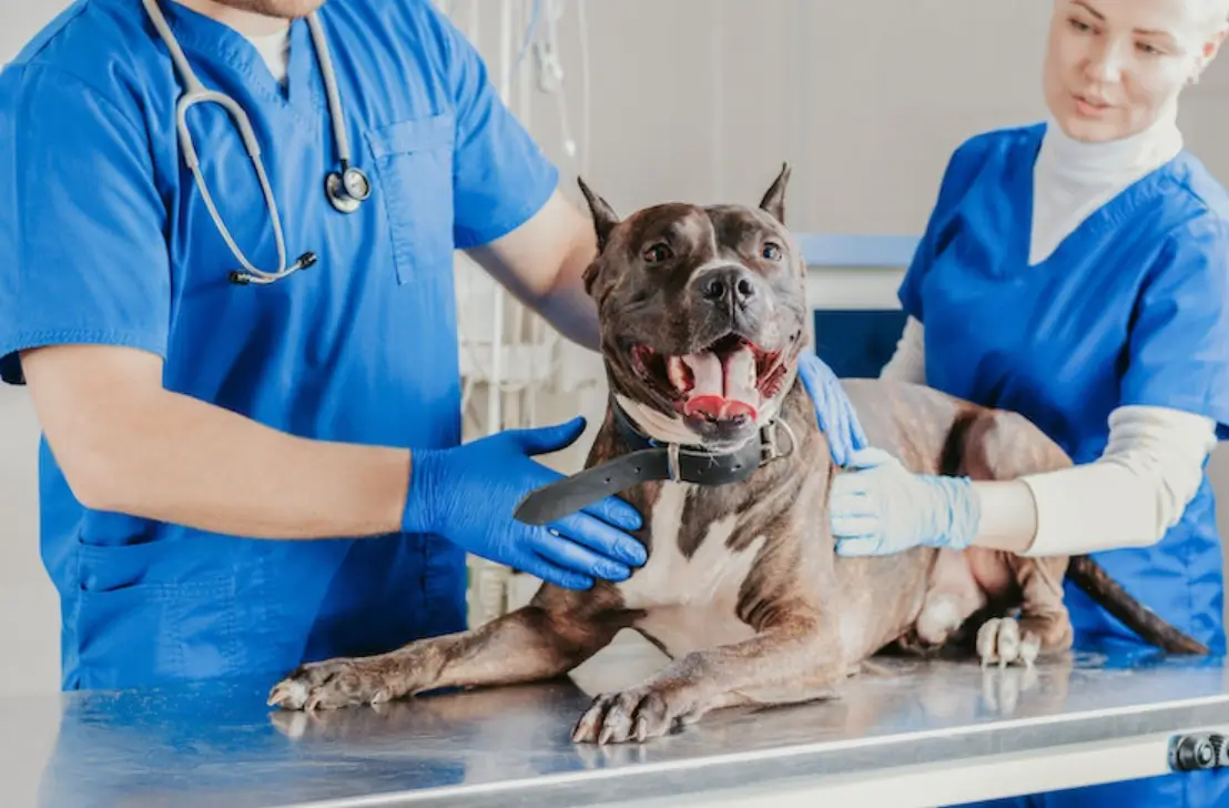 Dog Sterilization When and Why Should I Sterilize My Dog?
