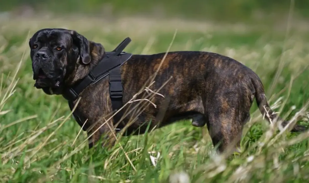 how to choose the best cane corso harness