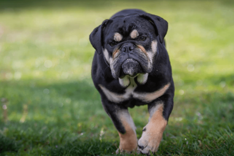 what is a Black English Bulldog