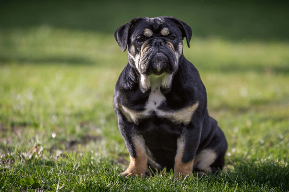 what does a Black English Bulldog look like
