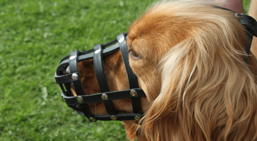 benefits of a leather dog muzzle
