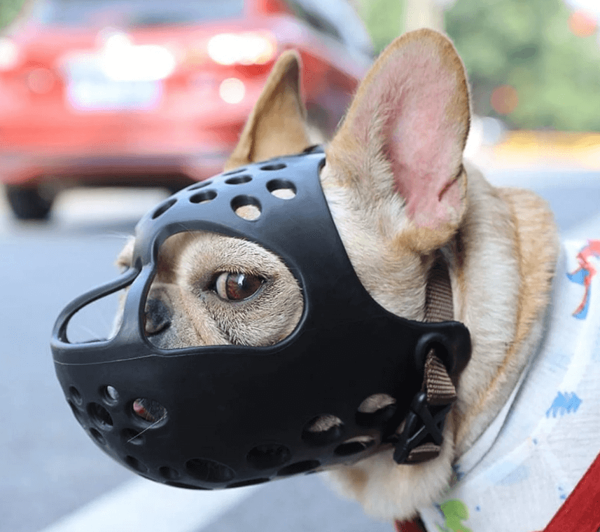 Which is the Best Frenchie Muzzle?