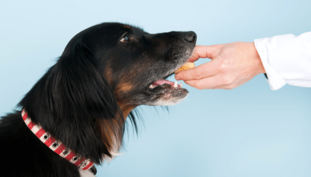 can dogs eat banana peppers?