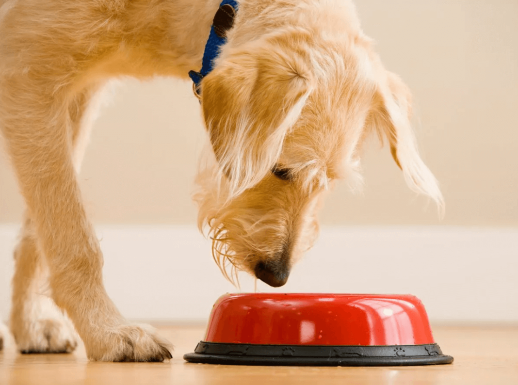 can dogs eat chicken salad?
