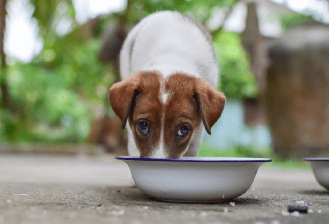can dogs eat hash browns?