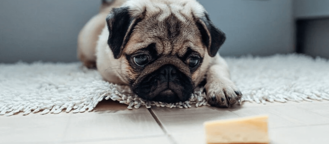 can dogs eat parmesan cheese?