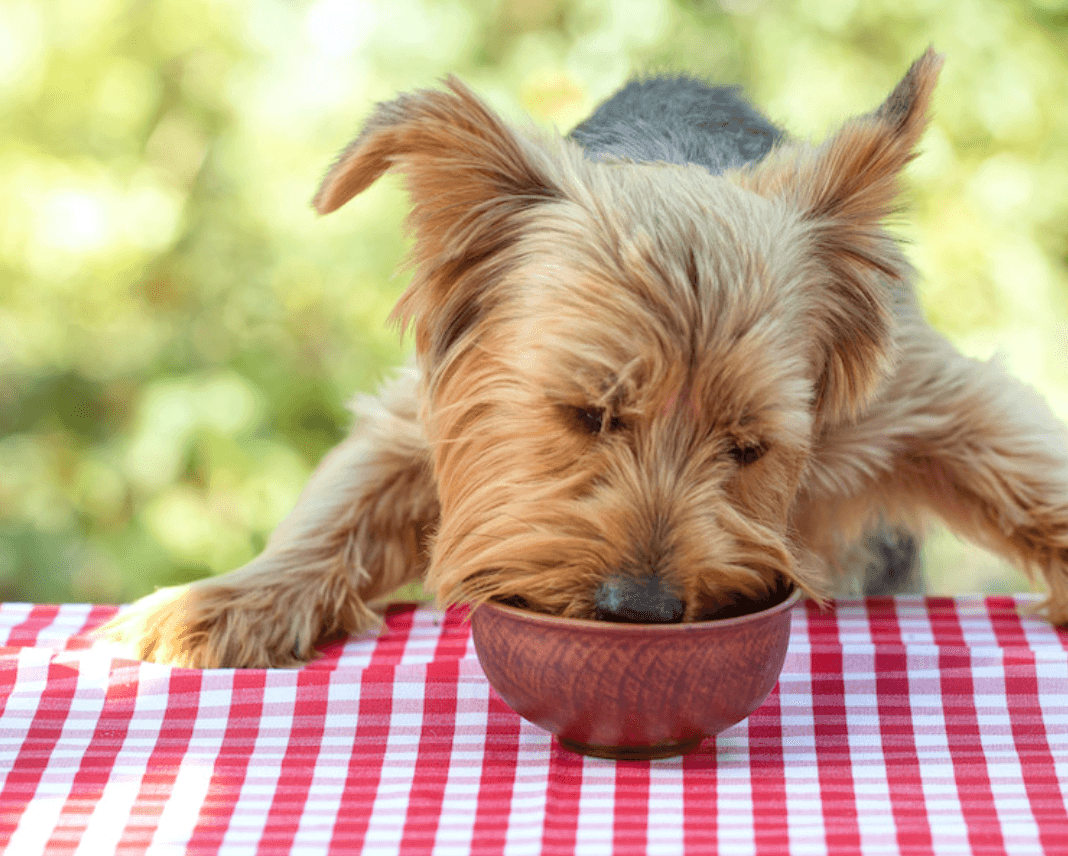 how much peanut butter can I give my dog