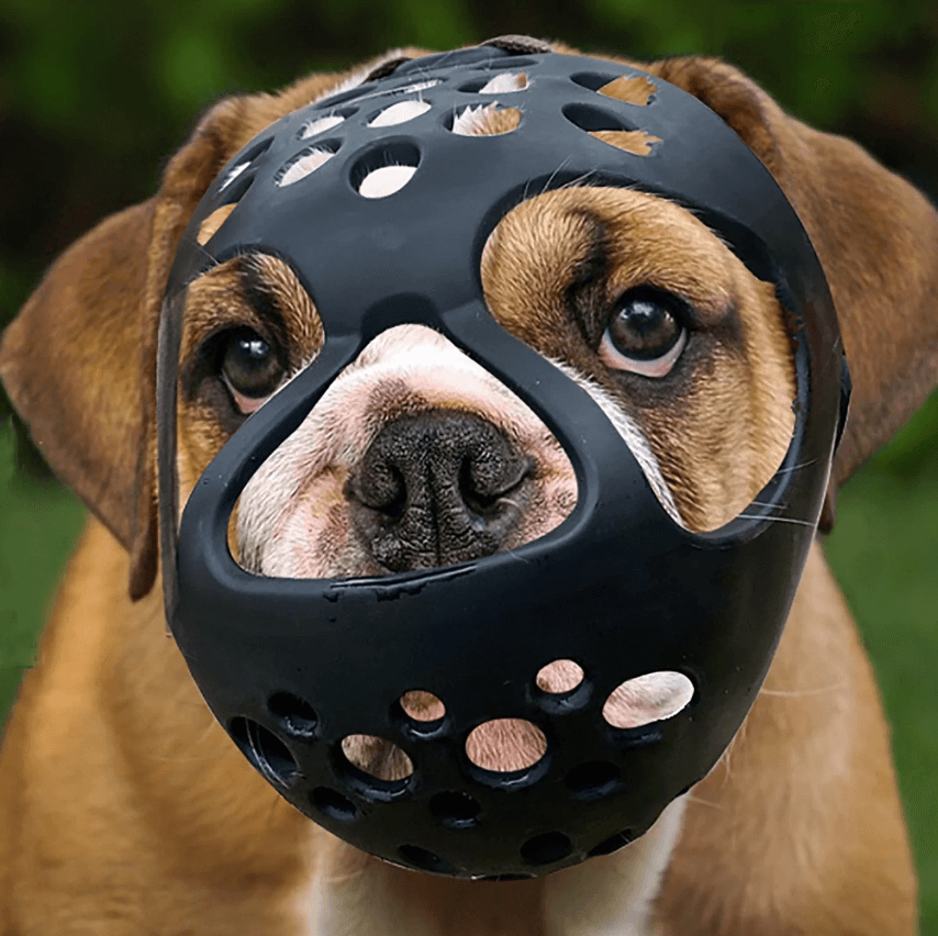 best Frenchie muzzle