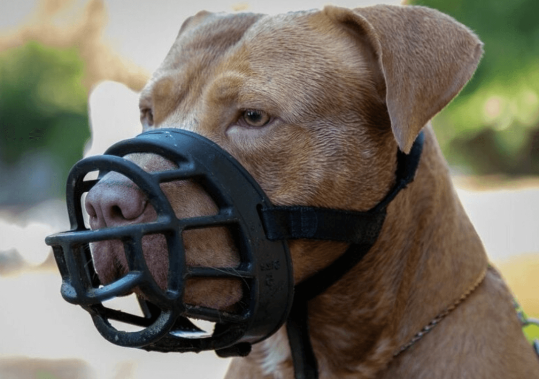 best muzzle for a pitbull